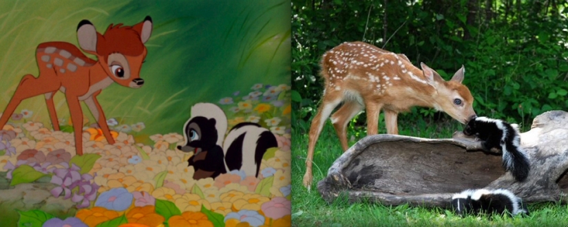 Donald Duck and 20 other Disney animals in real life Donald Duck and 20 other Disney animals in real life