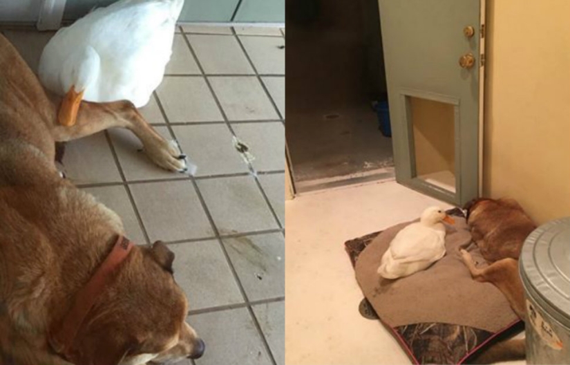 Donald Duck never dreamed: an alien duck saved a yearning dog on the anniversary of his girlfriend's death