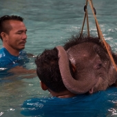 Don't hang up your trunk! In a Thai park, a disabled elephant is being taught to walk again