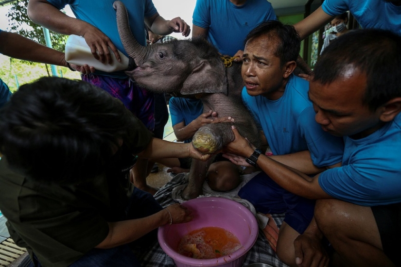 Don't hang up your trunk! In a Thai park, a disabled elephant is being taught to walk again Don't hang up your trunk! In a Thai park, a disabled elephant is being taught to walk again