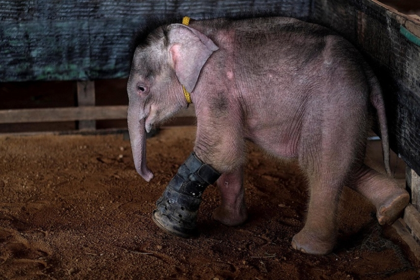 Don't hang up your trunk! In a Thai park, a disabled elephant is being taught to walk again Don't hang up your trunk! In a Thai park, a disabled elephant is being taught to walk again