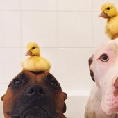 Dos perros cuidan patitos como miembros de la familia.
