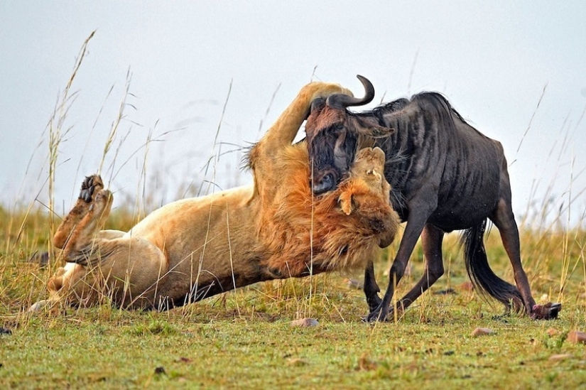 Dramatic footage of a lion hunting wildebeest Dramatic footage of a lion hunting wildebeest