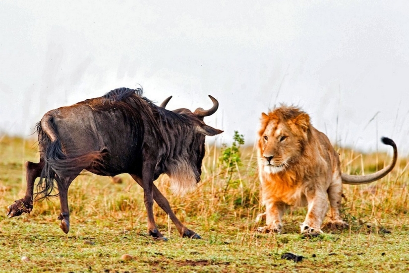 Dramatic footage of a lion hunting wildebeest Dramatic footage of a lion hunting wildebeest