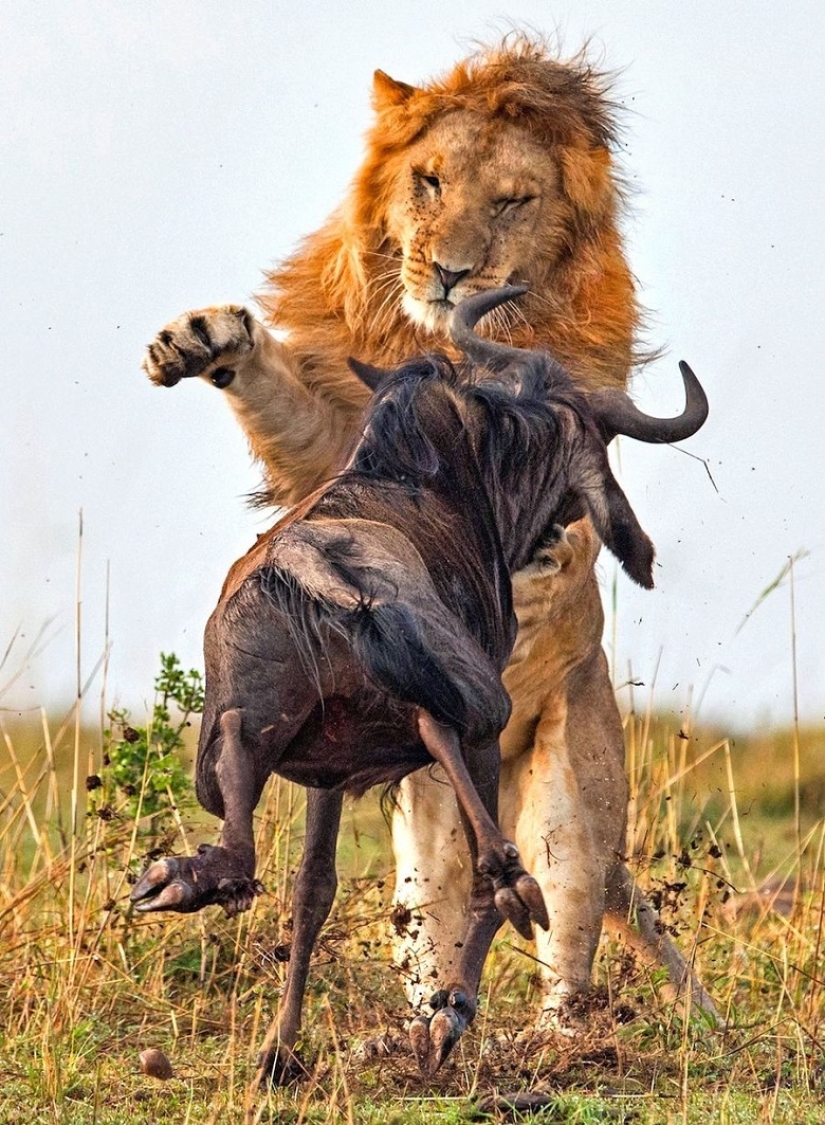 Dramatic footage of a lion hunting wildebeest Dramatic footage of a lion hunting wildebeest