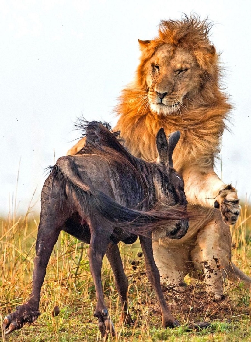 Dramatic footage of a lion hunting wildebeest Dramatic footage of a lion hunting wildebeest