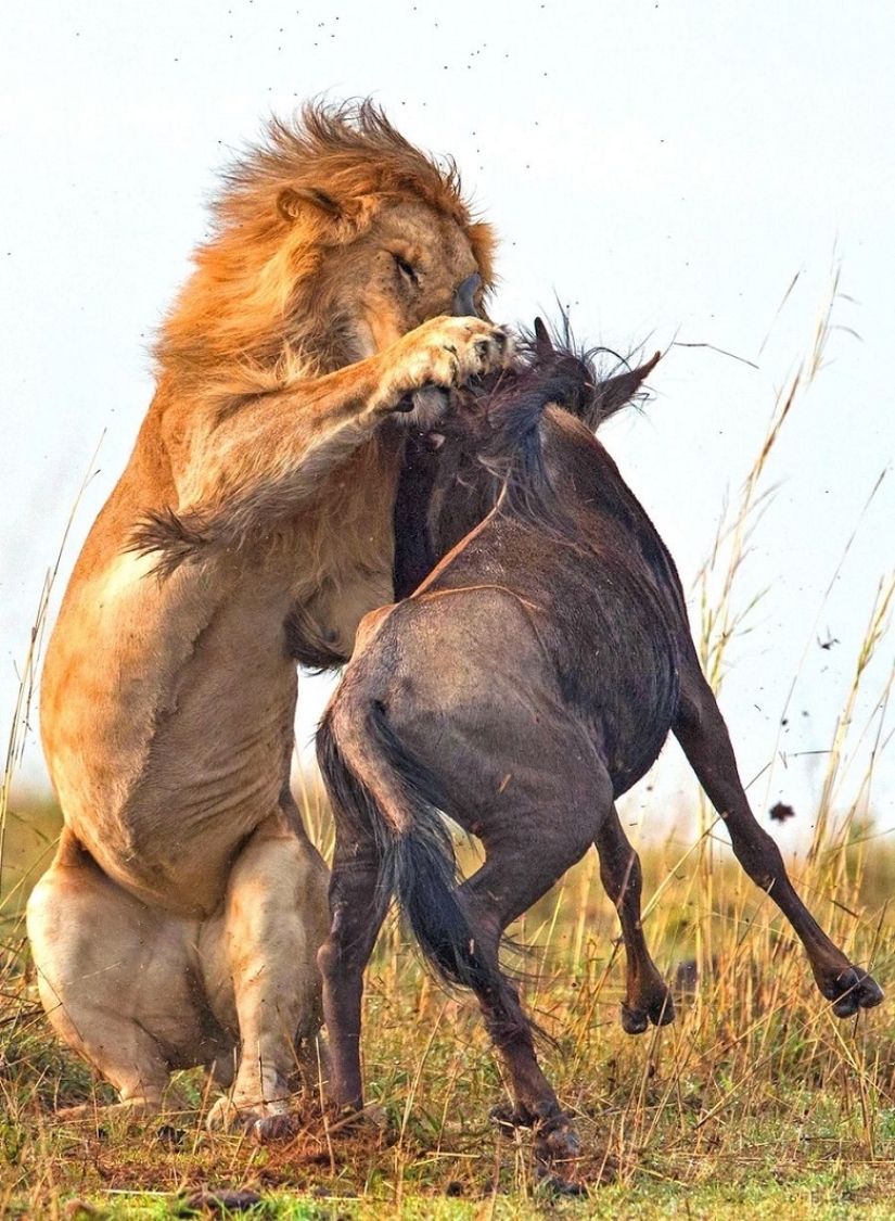 Dramatic footage of a lion hunting wildebeest Dramatic footage of a lion hunting wildebeest