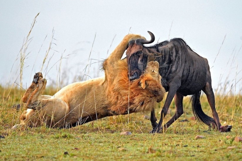 Dramatic footage of a lion hunting wildebeest Dramatic footage of a lion hunting wildebeest