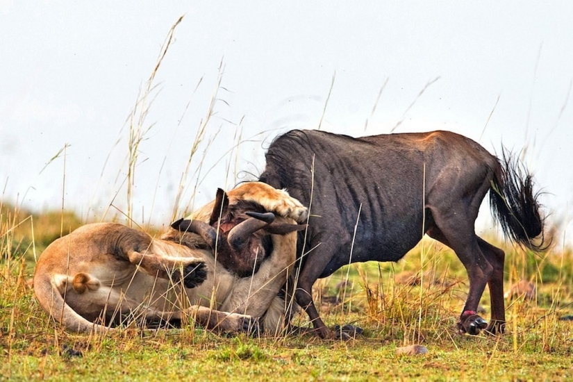 Dramatic footage of a lion hunting wildebeest Dramatic footage of a lion hunting wildebeest