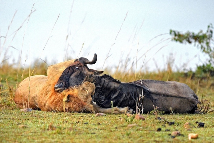 Dramatic footage of a lion hunting wildebeest Dramatic footage of a lion hunting wildebeest