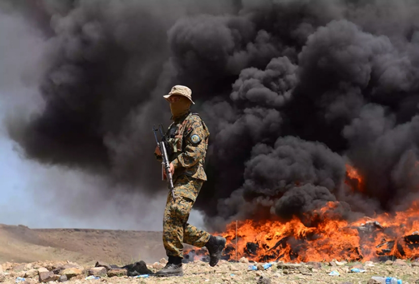 Droga rosa: cómo se cosecha la adormidera en Afganistán