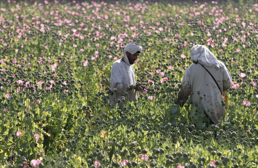 Droga rosa: cómo se cosecha la adormidera en Afganistán