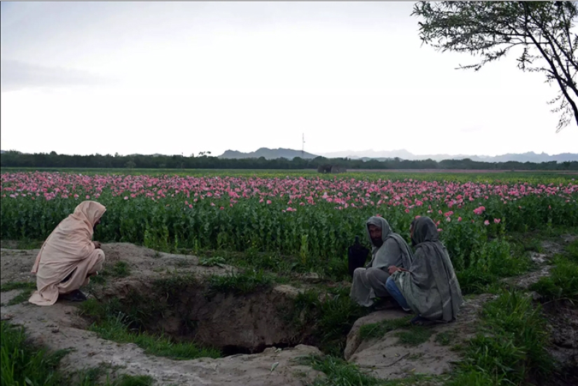 Droga rosa: cómo se cosecha la adormidera en Afganistán
