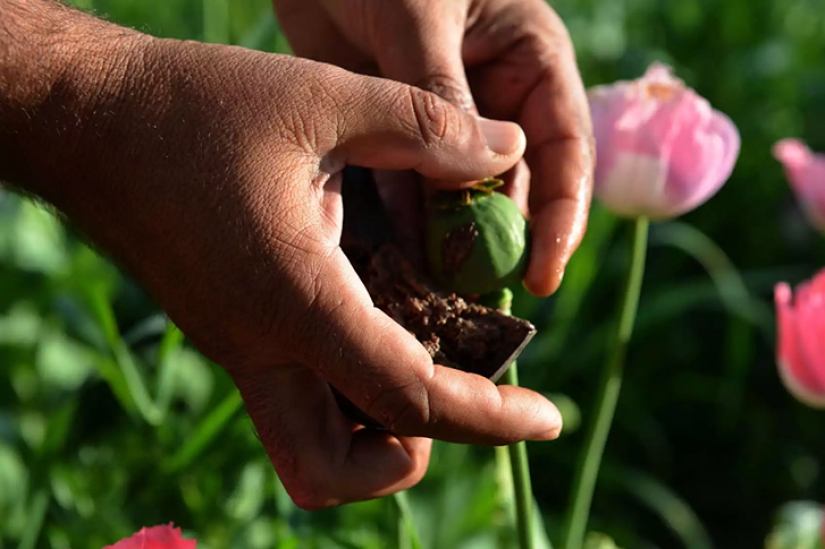 Droga rosa: cómo se cosecha la adormidera en Afganistán
