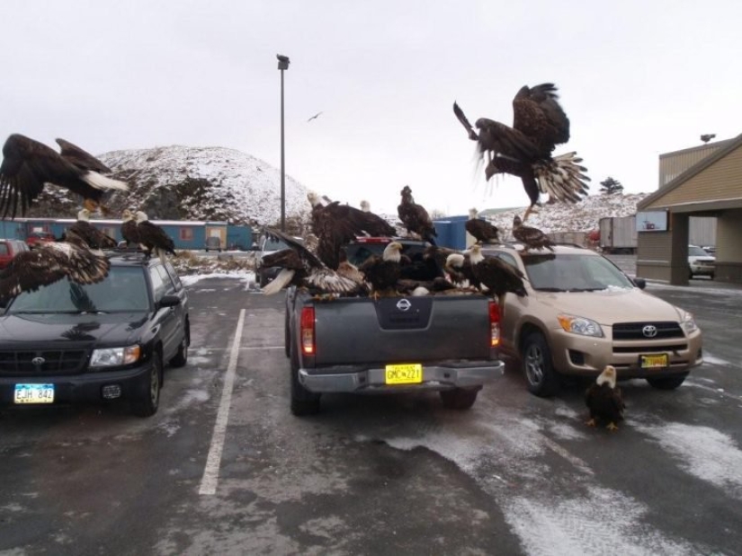 Eagles — pigeons of Alaska: how the national symbol of the United States prowls through the garbage Eagles — pigeons of Alaska: how the national symbol of the United States prowls through the garbage