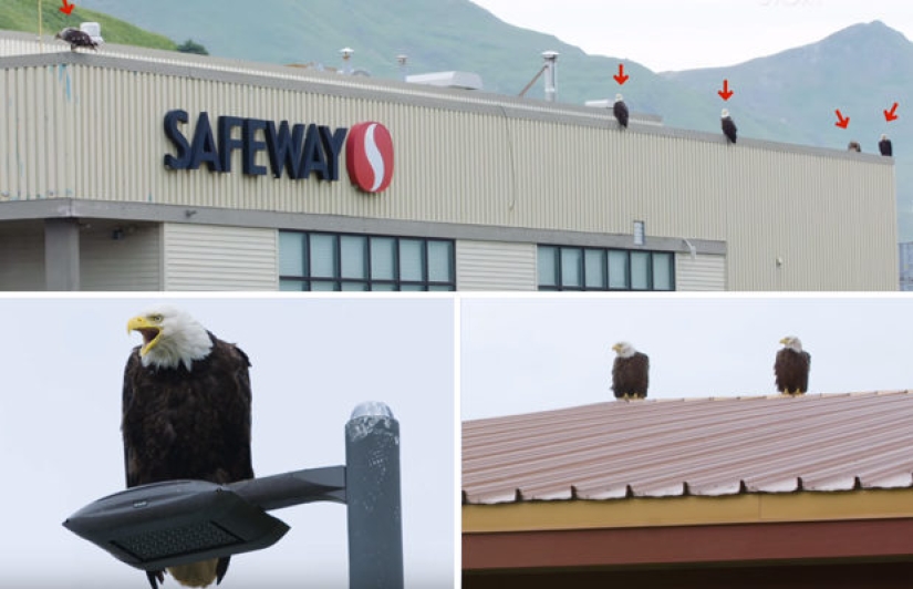 Eagles — pigeons of Alaska: how the national symbol of the United States prowls through the garbage Eagles — pigeons of Alaska: how the national symbol of the United States prowls through the garbage