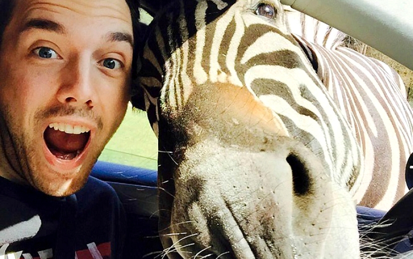 El autor de "Zelfi" volvió a la famosa cebra