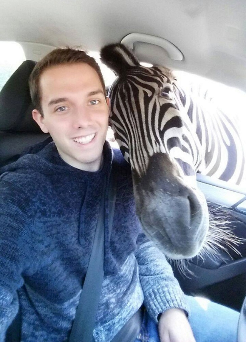 El autor de "Zelfi" volvió a la famosa cebra El autor de "Zelfi" volvió a la famosa cebra