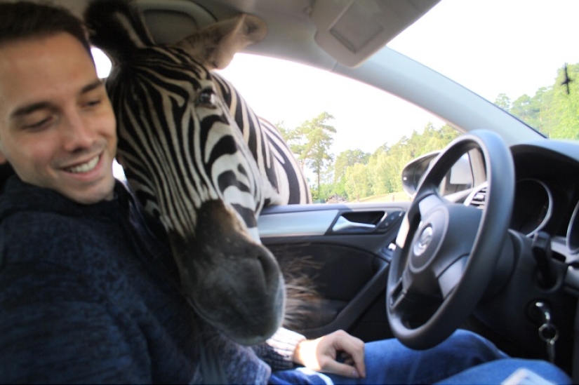 El autor de "Zelfi" volvió a la famosa cebra El autor de "Zelfi" volvió a la famosa cebra