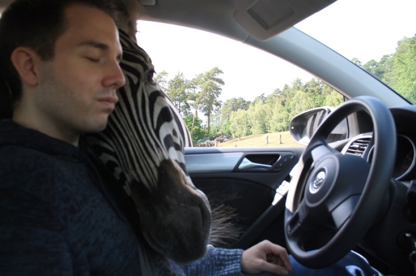 El autor de "Zelfi" volvió a la famosa cebra El autor de "Zelfi" volvió a la famosa cebra