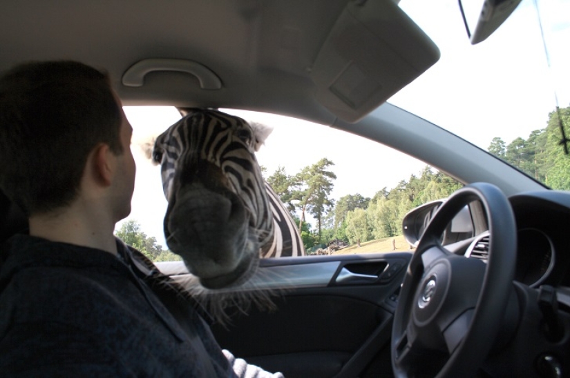 El autor de "Zelfi" volvió a la famosa cebra El autor de "Zelfi" volvió a la famosa cebra