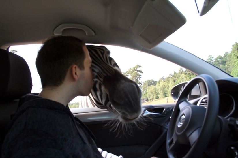 El autor de "Zelfi" volvió a la famosa cebra El autor de "Zelfi" volvió a la famosa cebra