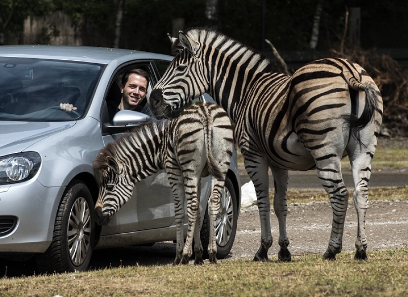 El autor de "Zelfi" volvió a la famosa cebra El autor de "Zelfi" volvió a la famosa cebra