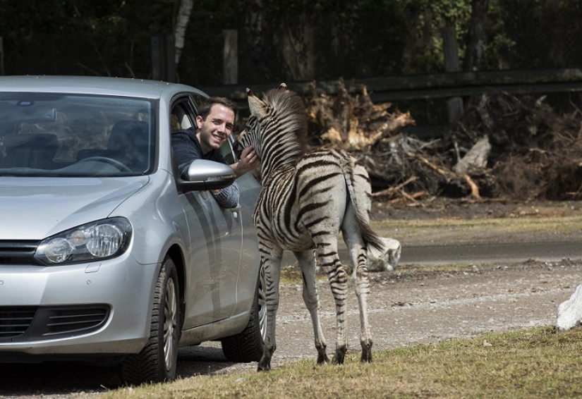 El autor de "Zelfi" volvió a la famosa cebra El autor de "Zelfi" volvió a la famosa cebra