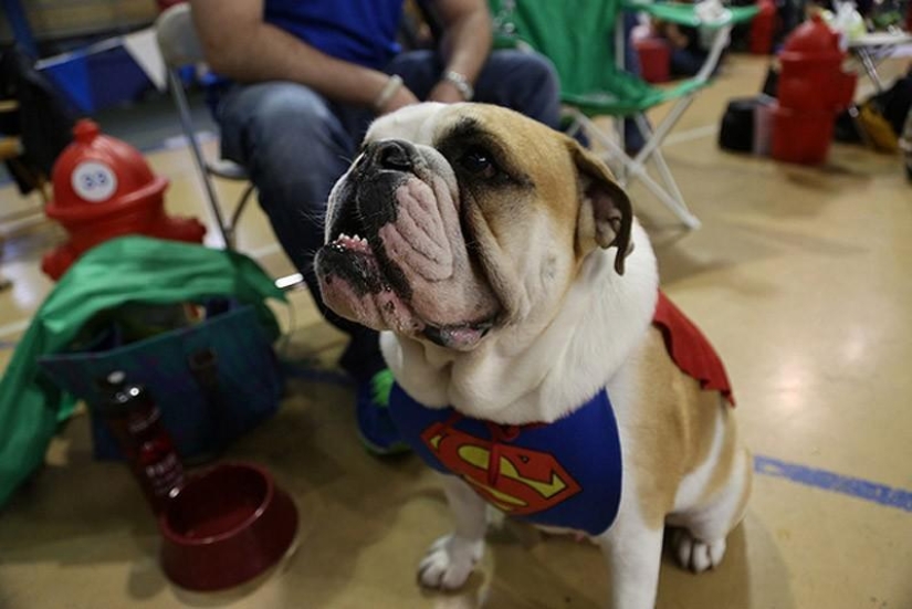 El bulldog más hermoso del mundo.