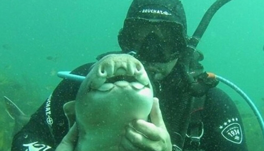 El buzo acarició al tiburón, y ahora nada en sus manos una y otra vez El buzo acarició al tiburón, y ahora nada en sus manos una y otra vez