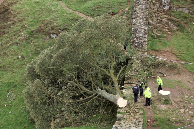 El centenario “árbol de Robin Hood” destruido en Gran Bretaña El centenario “árbol de Robin Hood” destruido en Gran Bretaña