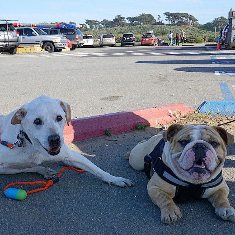 El chico se fue de viaje con su perro, sabiendo que esta es su última aventura.