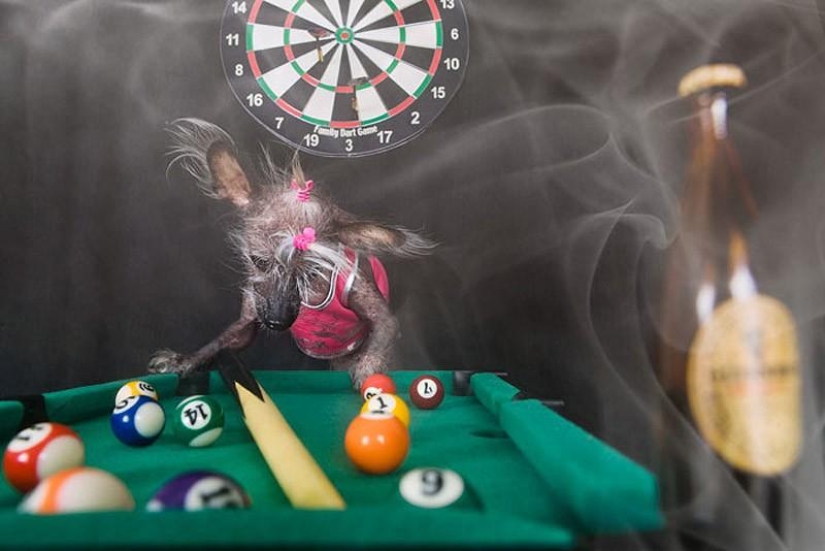 El Crestado Chino más fotogénico - Chini