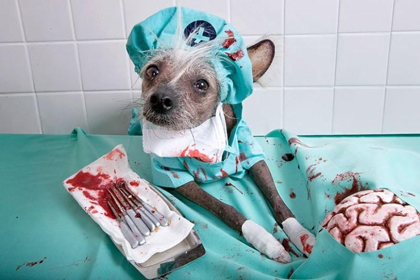 El Crestado Chino más fotogénico - Chini