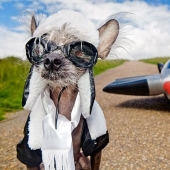 El Crestado Chino más fotogénico - Chini