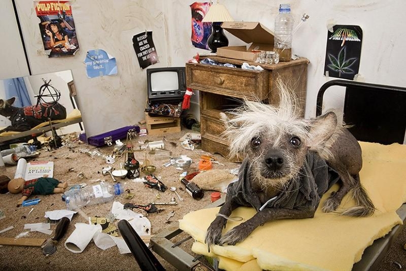 El Crestado Chino más fotogénico - Chini