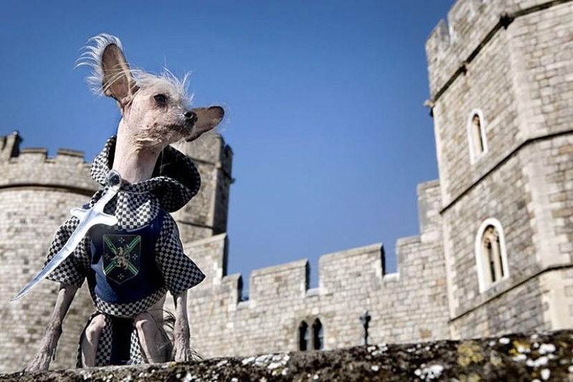El Crestado Chino más fotogénico - Chini