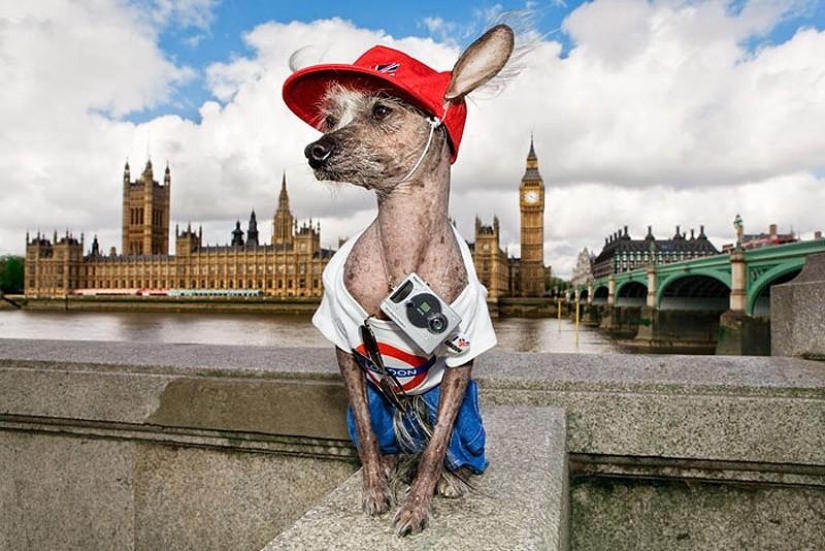 El Crestado Chino más fotogénico - Chini