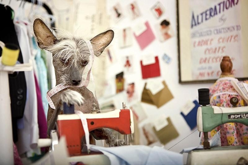 El Crestado Chino más fotogénico - Chini