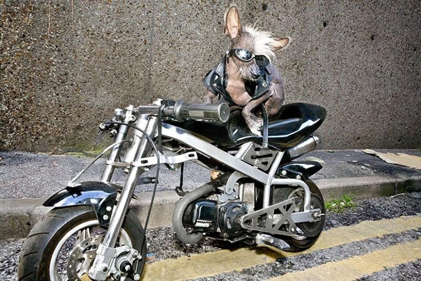 El Crestado Chino más fotogénico - Chini