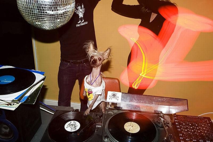 El Crestado Chino más fotogénico - Chini