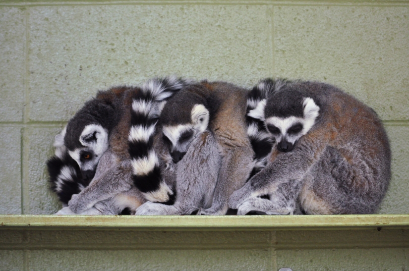 El día de los abrazos de nuestros hermanos menores El día de los abrazos de nuestros hermanos menores