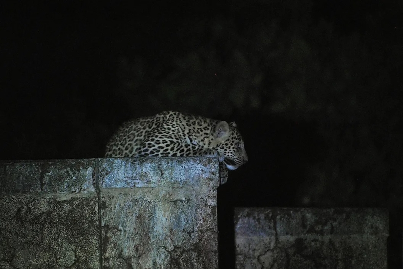 El dios leopardo de la India, Waghoba, ayuda a la conservación de la vida silvestre en el país El dios leopardo de la India, Waghoba, ayuda a la conservación de la vida silvestre en el país