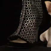 El encanto de la pequeñez: el perro más pequeño del planeta conquista corazones