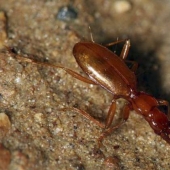 El escarabajo ciego que lleva el nombre de Hitler fue víctima de los neonazis