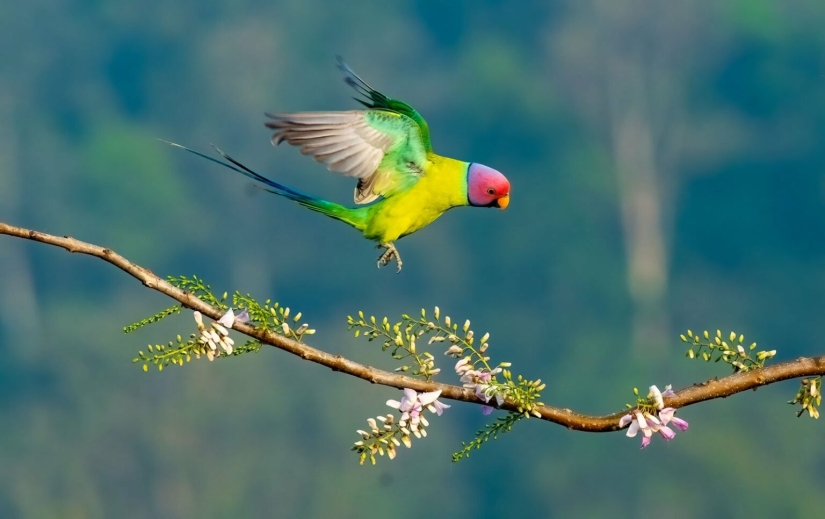 El fotógrafo de aves del año 2023 presenta maravillas aladas (Parte 2) El fotógrafo de aves del año 2023 presenta maravillas aladas (Parte 2)