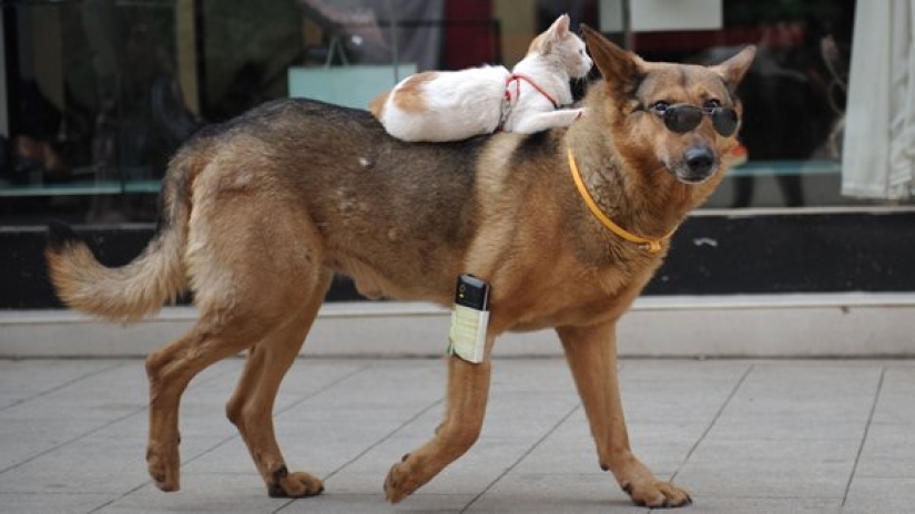 "El futuro que quieren los liberales" es un nuevo meme estadounidense sobre una combinación de incongruentes "El futuro que quieren los liberales" es un nuevo meme estadounidense sobre una combinación de incongruentes