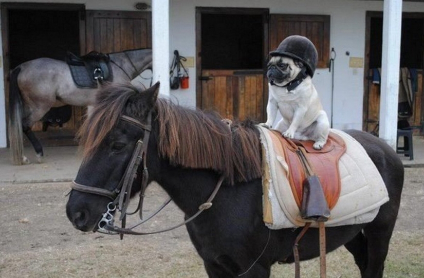 "El futuro que quieren los liberales" es un nuevo meme estadounidense sobre una combinación de incongruentes "El futuro que quieren los liberales" es un nuevo meme estadounidense sobre una combinación de incongruentes