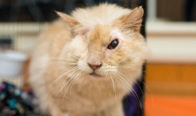 El gato fue rociado con ácido, pero no perdió la fe en las personas