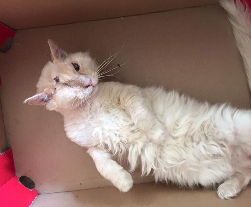 El gato fue rociado con ácido, pero no perdió la fe en las personas El gato fue rociado con ácido, pero no perdió la fe en las personas